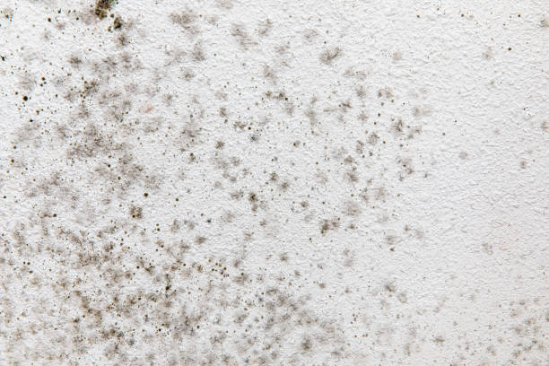 Best Mold Removal for HVAC Installations  in Joplin, MO